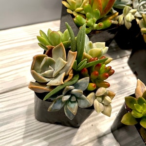 2 &quot;Mini Garten verschiedene Sukkulenten Stecklinge Pflanzen Arrangement Geschenk Starter Pack