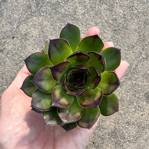 Planta suculenta resistente Chicks & Hens Sempervivum en maceta de 2,75&quot;