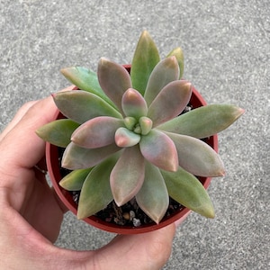 May include: A small succulent plant with fleshy, green leaves with a pink hue. The plant is in a brown pot.