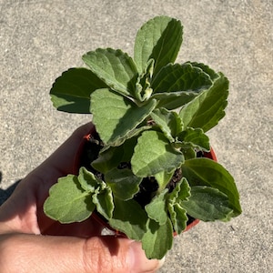 Scaredy Cat Plant (Coleus caninus or Plectranthus caninus)  in 2.75” Pot *Not Flowering*