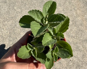 Coleus caninus o Plectranthus caninus (planta de gato asustadizo o planta de los gatos asustadizos) en maceta de 7 cm. *No florece*