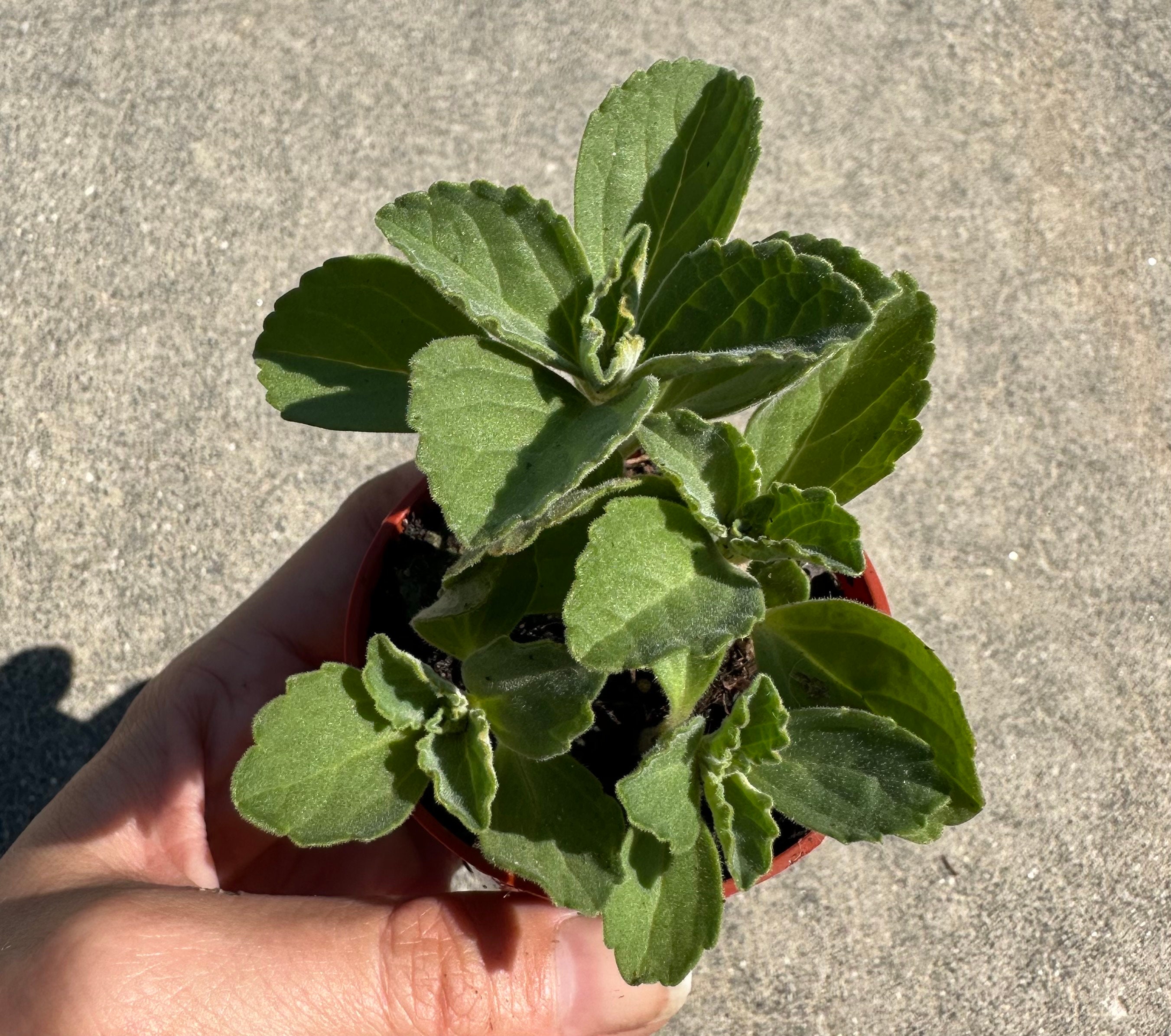haworthia plant Haworthia Fasciata Zebra Plant  AceMegaSucculents