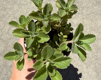 Planta "Gato Miedoso" / Planta "Vete a la mierda" (Coleus caninus o Plectranthus caninus) en maceta de 10 cm *No florece*