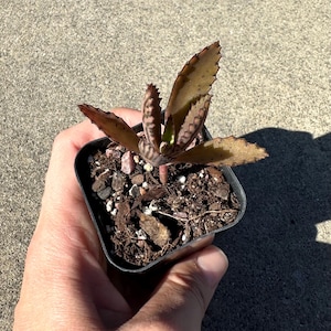 May include: A small potted succulent plant with brown and green leaves. The plant is in a black plastic pot filled with soil and small rocks. The plant is held in a hand against a grey background.