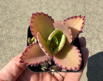 Kalanchoe Daigremontianum/Mother of Thousands/Mother of Millions/Mexican Hat Plant/Bryophyllum daigremontianum Succulent Plant in 2” Pot