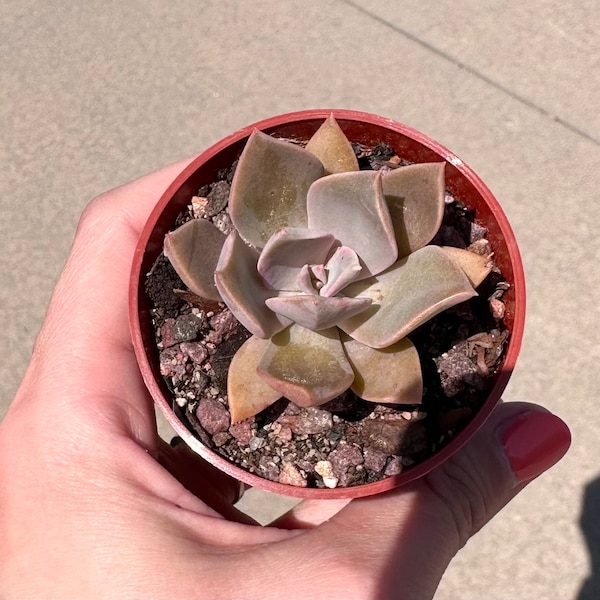 Graptoveria 'Fred Ives' Succulent Plant in 2.75” Pot