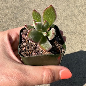 Echeveria harmsii 'Ruby Slippers', planta suculenta aterciopelada en maceta de 5 cm.