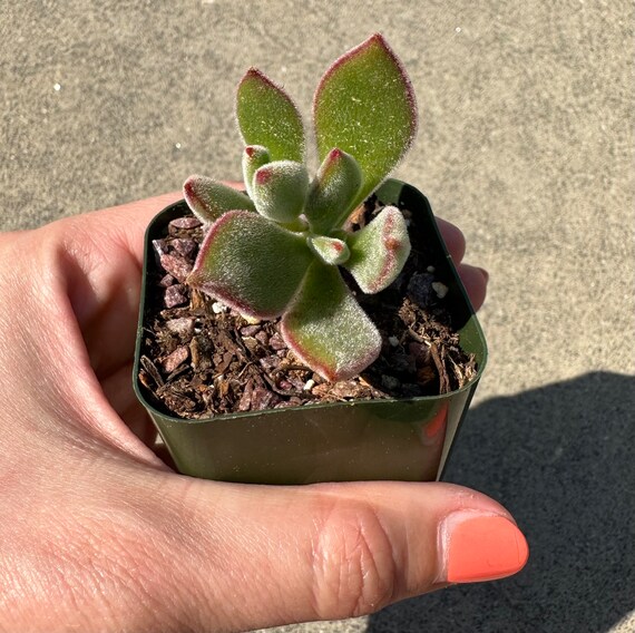fertilizer for succulents Spray fertilizer for succulents | Fertilizer main image 1