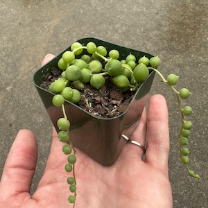 Senecio rowleyanus &quot;String of Pearls&quot; hangende vetplant in 2 &quot;pot