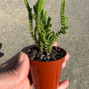 Puede incluir: Una pequeña planta suculenta verde en una maceta de plástico marrón. La planta tiene múltiples tallos verticales con hojas texturizadas y apretadas. La maceta está llena de guijarros oscuros y pequeños. La planta se sostiene en una mano sobre un fondo de hormigón gris.