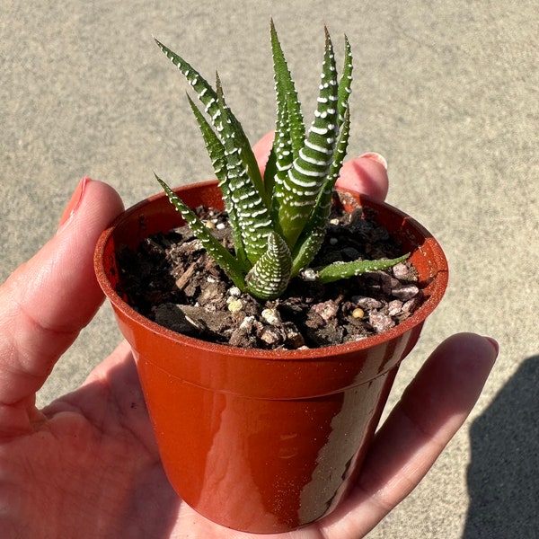 Zebra Haworthia ‘Zebra Plant’ Haworthiopsis fasciata Succulent in 2.75” Pot | Great Indoor Plant