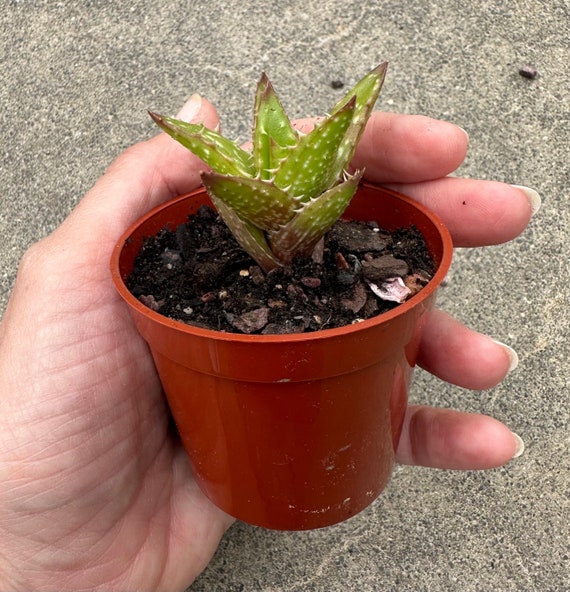 Buy Aloe Juvenna 'tiger Tooth Aloe' Succulent Plant in 2.75 Pot Online in  India - Etsy