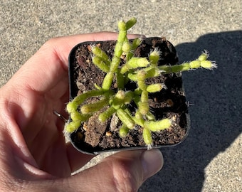 Rhipsalis Cereusculam, Coral Cactus, Succulent Plant in 2 inches pot - Etsy  Polska