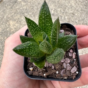 Może przedstawiać: Mała roślina sukulentowa w doniczce z zielonymi liśćmi pokrytymi białymi kropkami. Roślina znajduje się w czarnej plastikowej doniczce, a ziemia pokryta jest małymi, ozdobnymi kamieniami. Roślina jest trzymana w dłoni.