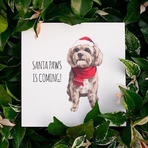 Santa Paws is Coming - Cavoodle Weihnachtskarte - Pudel