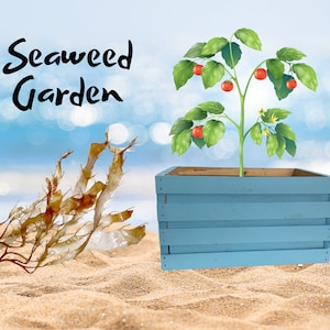 May include: Seaweed Garden text with a blue wooden planter box on a sandy beach. A tomato plant with red tomatoes grows in the planter box. A pile of dried seaweed is on the sand.