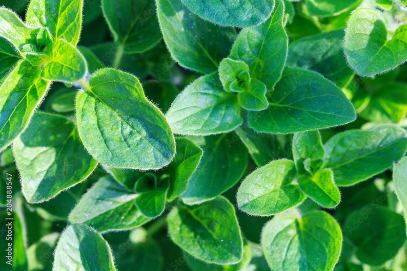 Sweet Marjoram, Live Plants, Herb Plant Etsy