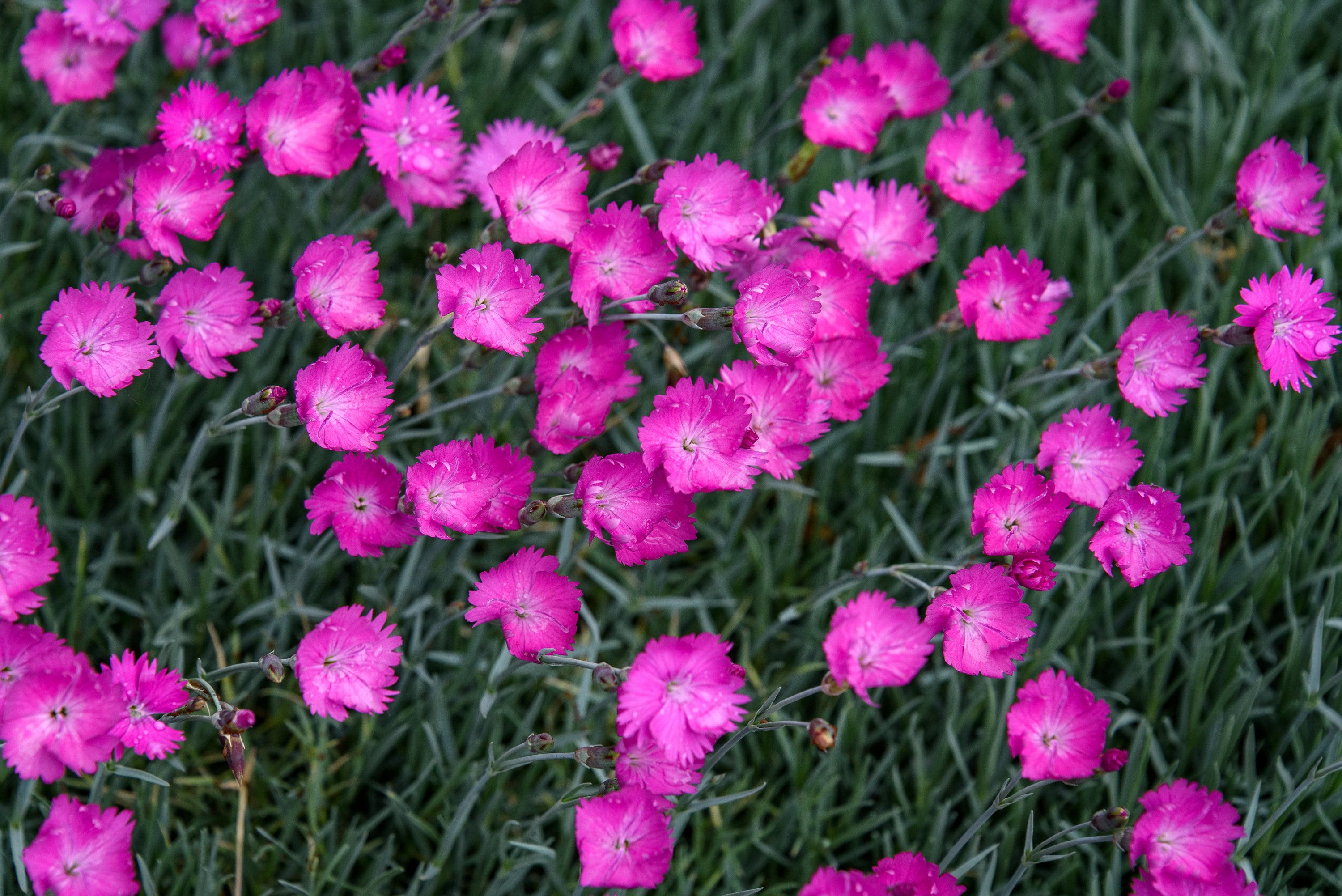 Dianthus Cheddarpink, Dianthus Firewitch, Deer Resistant, Flower Seeds
