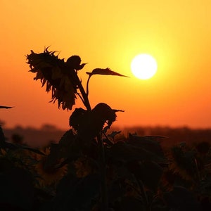 Sunflower Sunset
