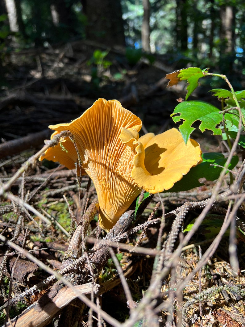 Fresh Freeze Dried Chanterelles One Ounce Package Half Pound of Fresh