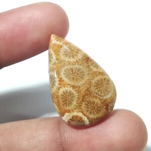 Natural Fossil Coral Cabochon: Flat Back Gemstone for Jewelry Making