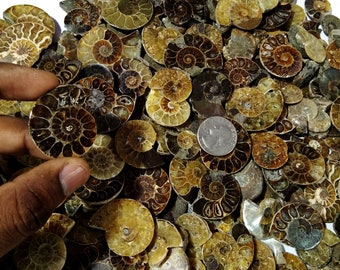 A++Top Quality Natural Ammonite Fossil Cabochon Gemstone,Bulk Designer Crystal, Beautiful Ammonite Fossil Wholesale Stone For Making Jewelry
