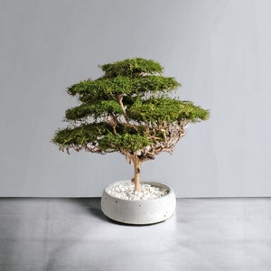 Artificial bonsai tree with natural moss and trunk, indoor driftwood bonsai plant, savanna acacia tree