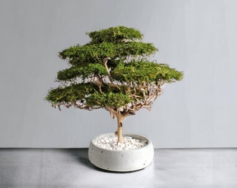 Artificial bonsai tree with natural moss and trunk, indoor driftwood bonsai plant, savanna acacia tree