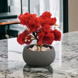 Red Moss Bonsai Tree: Handmade Concrete Pot Desk Decor