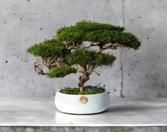 Savanna acacia tree, realistic bonsai with natural moss and trunk