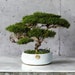 see more listings in the Flat moss bonsai tree section