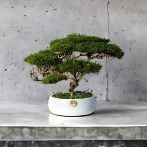 Savanna acacia tree, realistic bonsai with natural moss and trunk