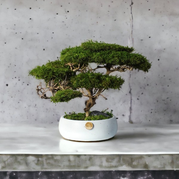 Savannen Akazienbaum, realistischer Bonsai mit natürlichem Moos und Stamm