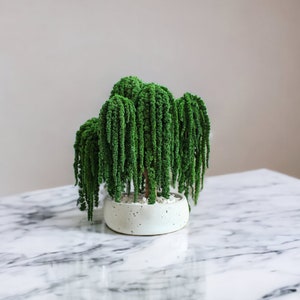 Weeping willow bonsai tree, preserved amaranth bonsai