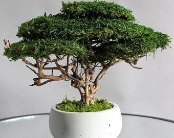 Mini evergreen bonsai tree in concrete pot, Preserved moss tabletop plant, Maintenance free zen home decor