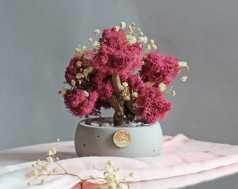 Fuchsia moss bonsai tree in small pot