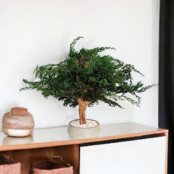 Juniper Bonsai Tree Etsy