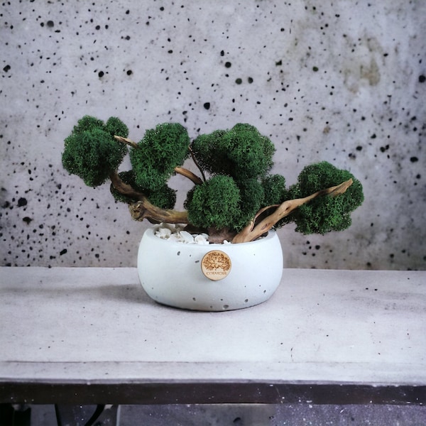 Moss bonsai in concrete pot, small japanese tree