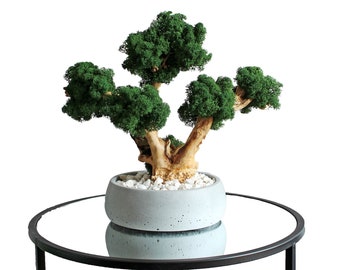 Artificial bonsai tree in low pot, natural moss and roots