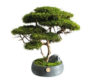 Natural bonsai with real moss and trunk, office desk decor for him