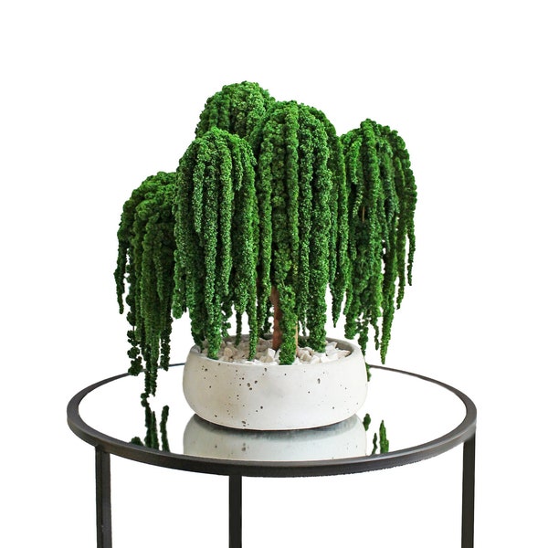 Weeping Willow Bonsai Etsy