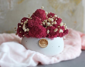 Fuchsia moss in concrete pot, baby's breath decoration