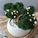 see more listings in the Reindeer moss bonsai section