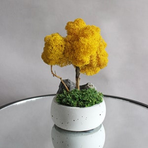 Artificial bonsai made of yellow reindeer moss and driftwood. It is placed in gray handmade concrete pot with graphite stone and green moss which imitates the grass. Natural decoration in autumn colors.