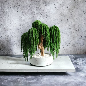 Weeping willow bonsai tree, indoor bonsai tree