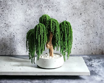 Weeping willow bonsai tree, indoor bonsai tree