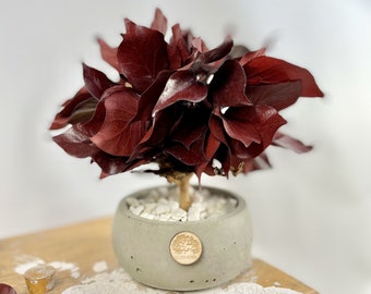 Small bonsai tree in concrete pot with preserved red ivy