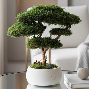 Mini bonsái en maceta de hormigón blanco, bonsái de musgo preservado, regalo decorativo de escritorio sin cuidados, decoración japonesa para el hogar.