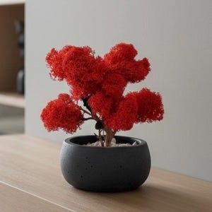 Roter japanischer Ahorn-Bonsai mit konserviertem Moos im Betontopf, handgefertigte japanische Schreibtischdekoration, pflegeleichtes japanisches Geschenk