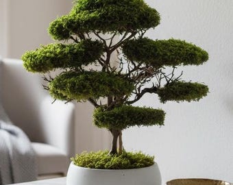 Japanese preserved moss bonsai, Evergreen bonsai tree, Zen home decor, Minimalist living room decor, New home gift, Low maintenance plants